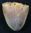Cretaceous Fossil Crocodile Tooth - Morocco #26317-1